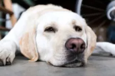 Dog sleeping on the floor